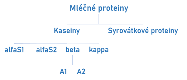 Dělení mléčných proteinů