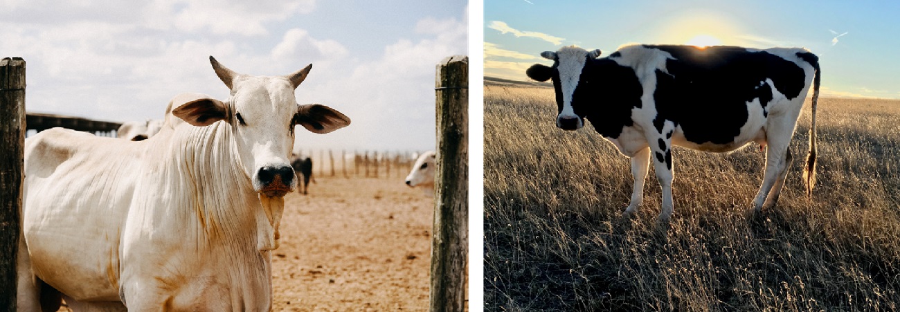 Rozdíl mezi původním a moderním skotem (krávami)